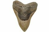 Fossil Megalodon Tooth - North Carolina #204567-1